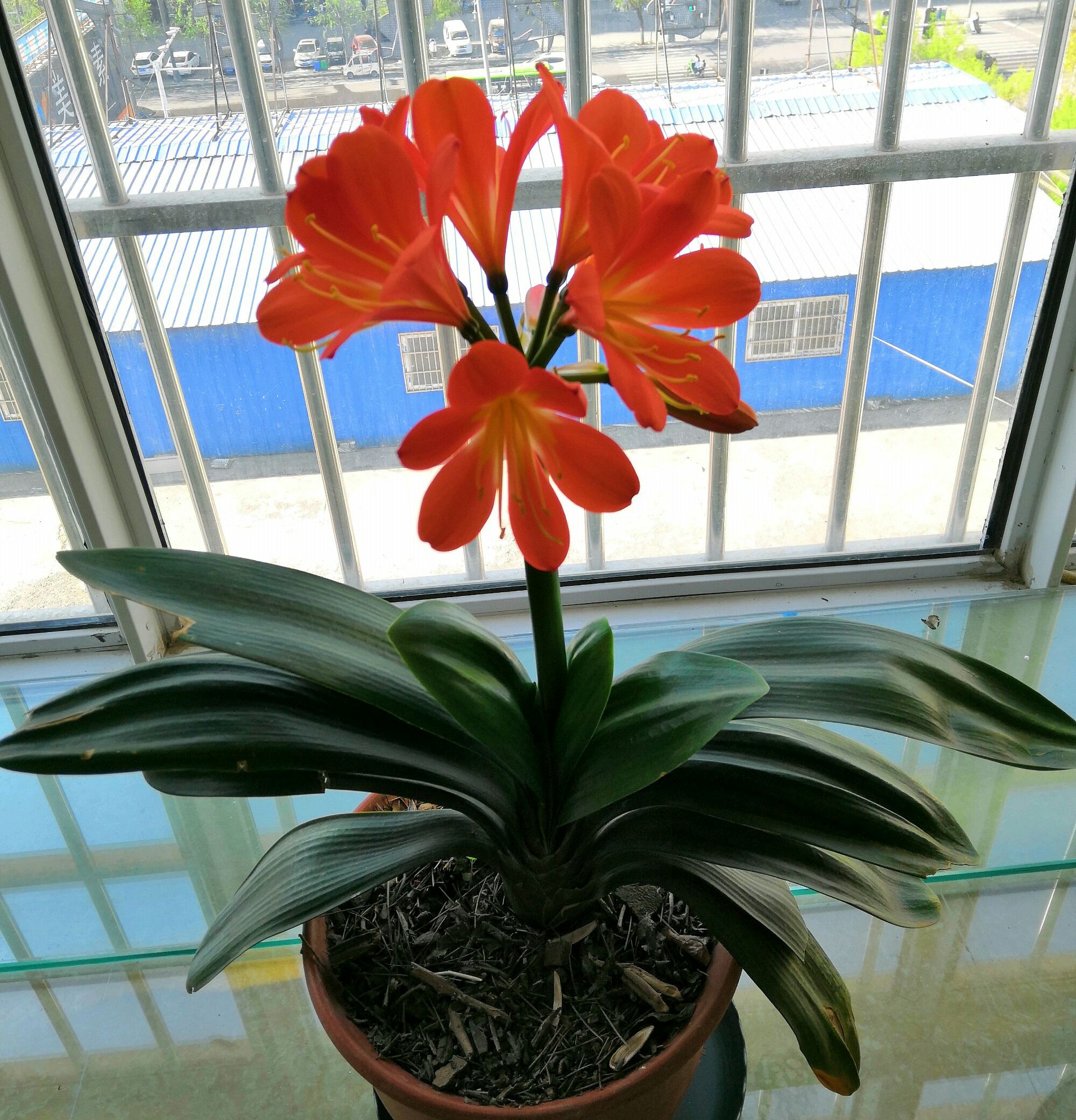 君子兰换盆后可以马上浇定根水吗,君子兰换盆以后几天可以浇定根水