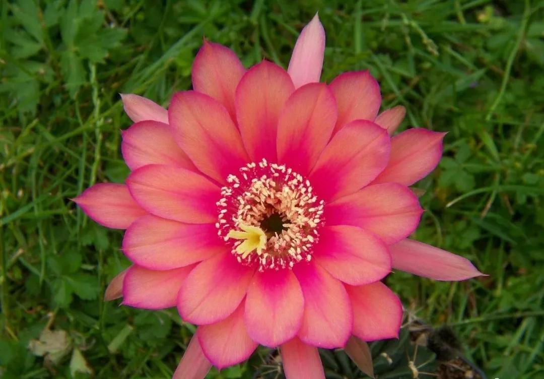 100种仙人球花图片,100种仙人球的品种视频