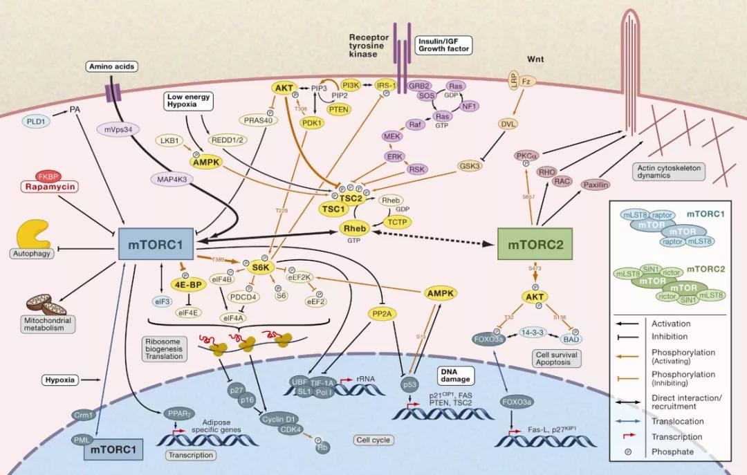 TOR:开启研究细胞生长代谢的大门|“诺奖值得”系列