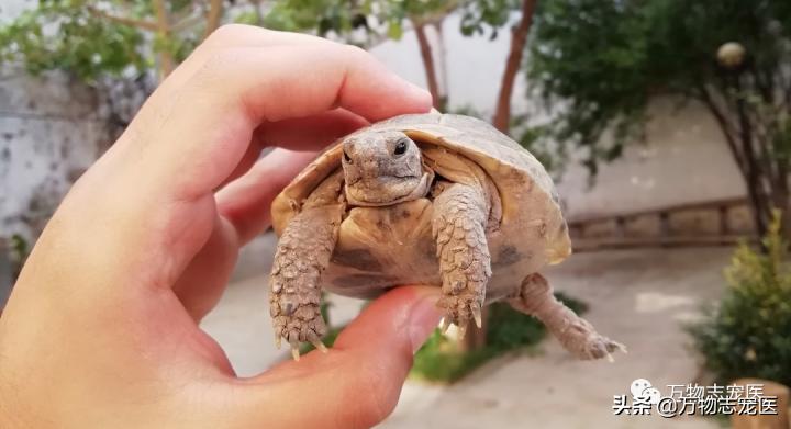 乌龟的壳碎了还能恢复吗,乌龟的壳边缘破了一点点会不会死