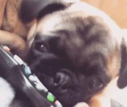 解读巴哥犬特点，教你学会正确饲养巴哥犬，新手铲屎官必看！