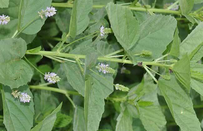 补骨脂配什么可以治疗尿频尿急,补骨脂用于遗尿的视频