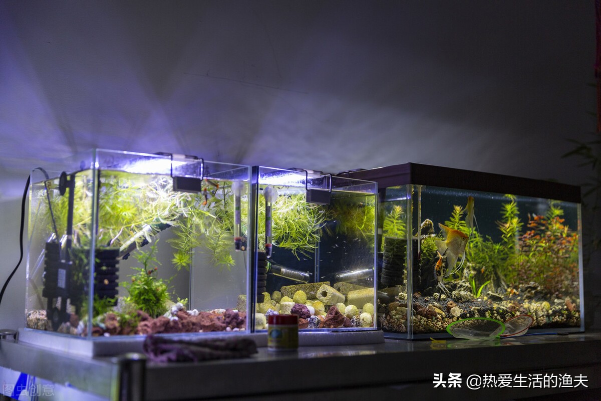 懒人适合养什么体积小观赏鱼,什么小型观赏鱼最适合在大鱼缸养