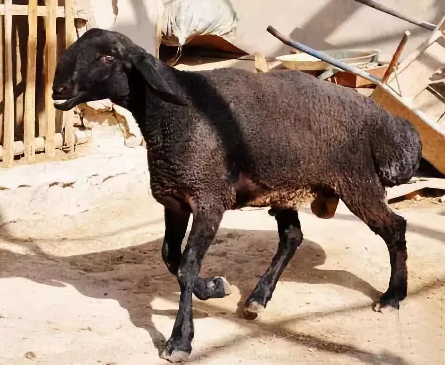 全新疆著名的特产,盘点十大新疆的特产