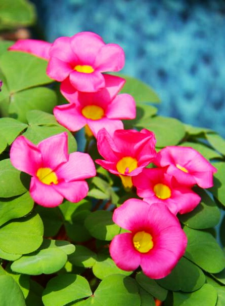 酸酸甜甜都是幸福——酸味草