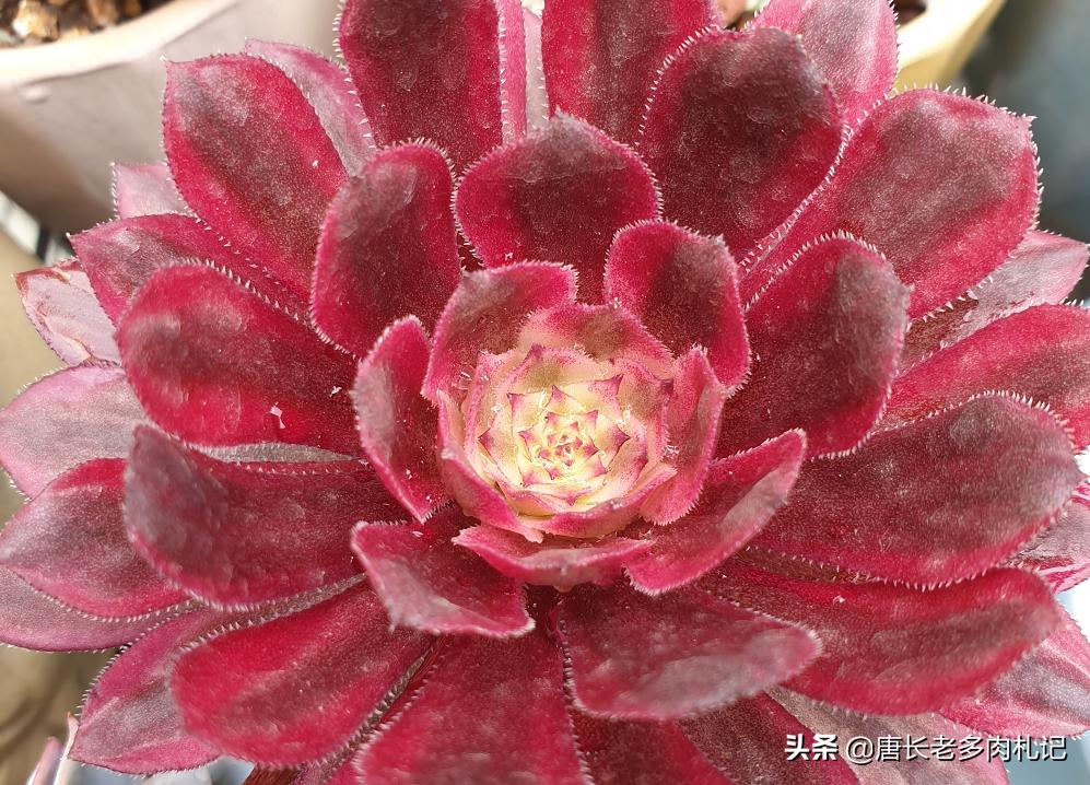 多肉法师掉下来的分枝,多肉法师剩下一个杆怎么办