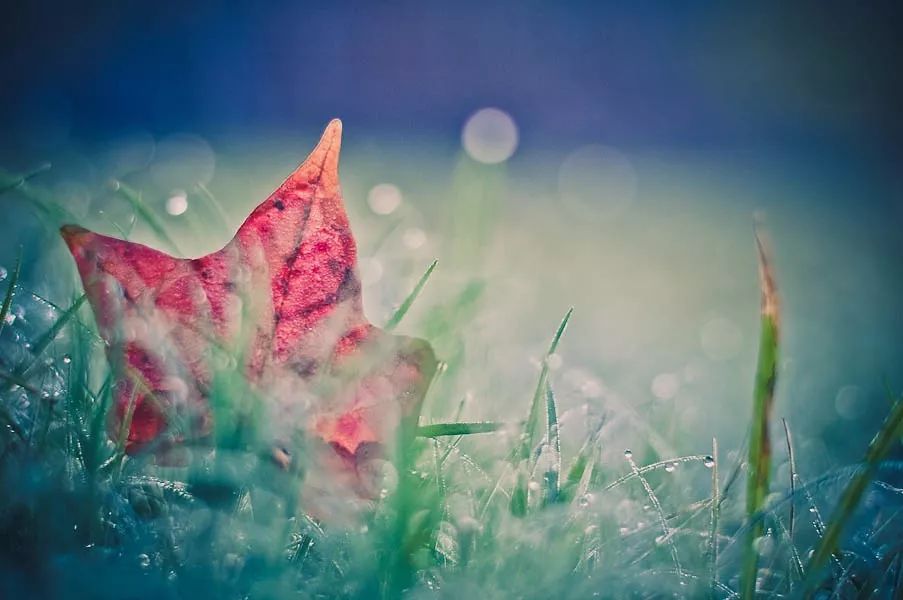 ps怎样把红叶背景人物照调色,秋景枫叶人像调色ps