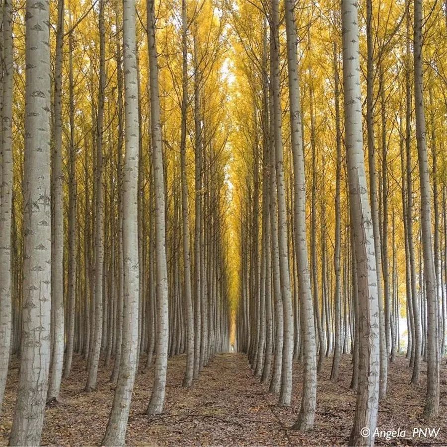 鍥涘缇庢爲,鐢板洯缇庢爲