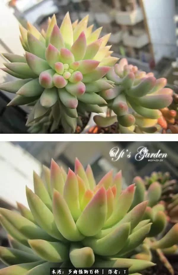 多肉还可以这样玩(上):八年养肉路剪影!