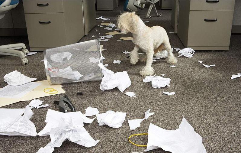 狗狗爱翻垃圾桶怎么训练,狗狗翻垃圾桶怎么纠正