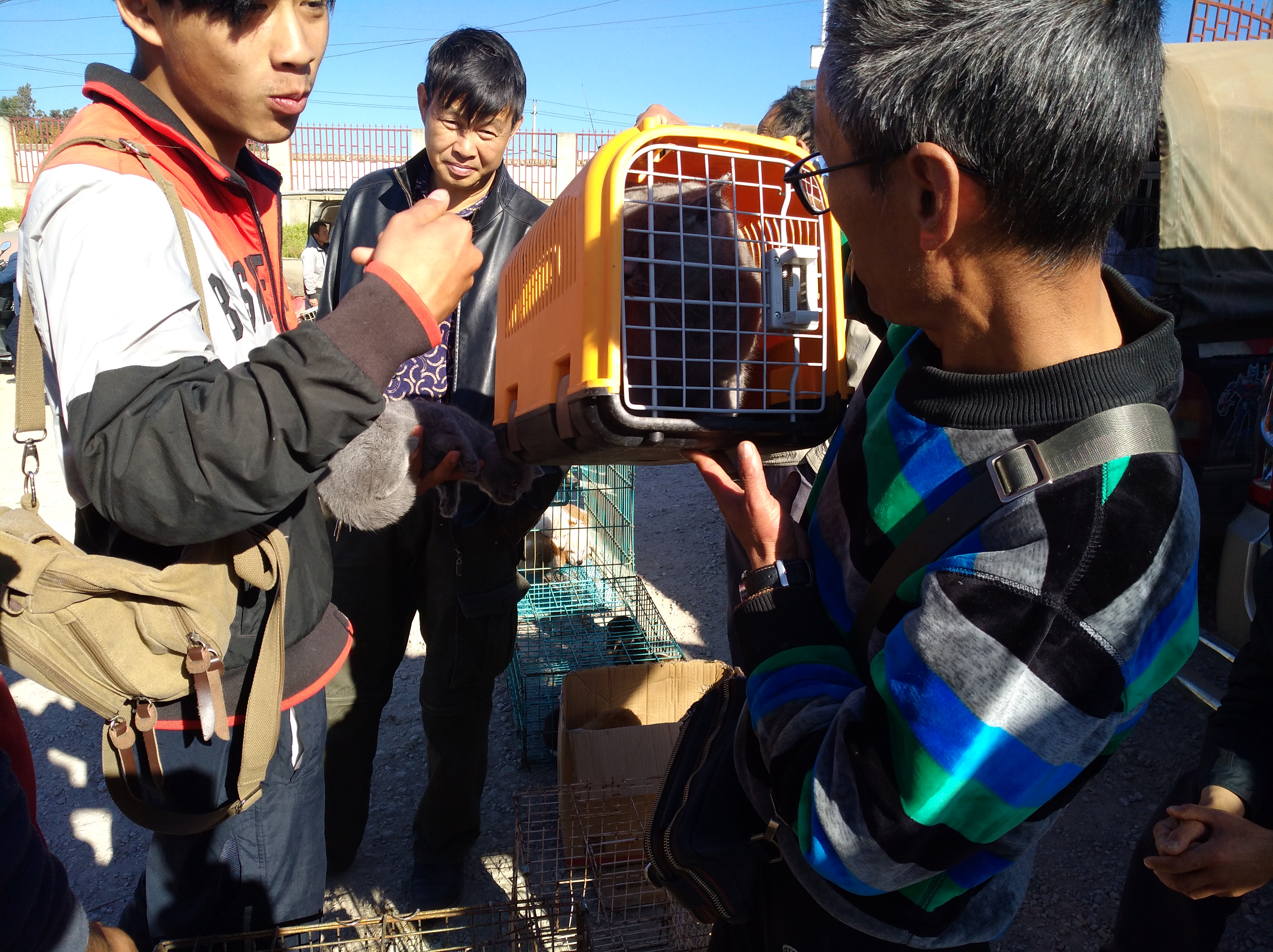 买家对卖家东西感兴趣的对话,如何便宜购买英短