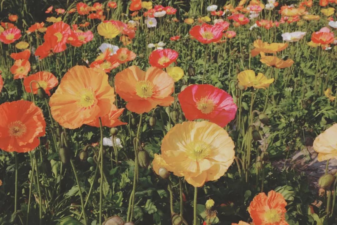 成都春游好去处周末 (成都周边周末春游推荐)