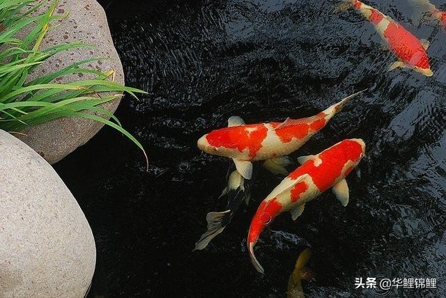 锦鲤鱼池怎样过滤水质好,锦鲤养殖溶氧率多少