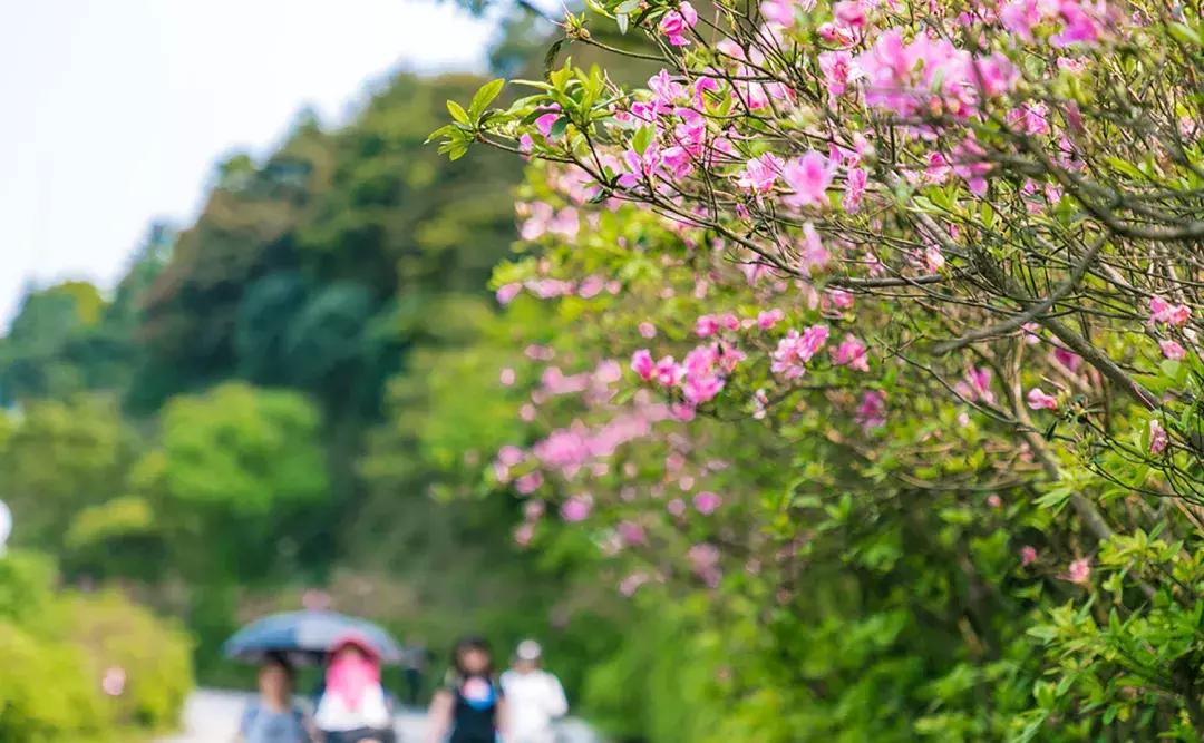 附近莲塘,附近的莲塘