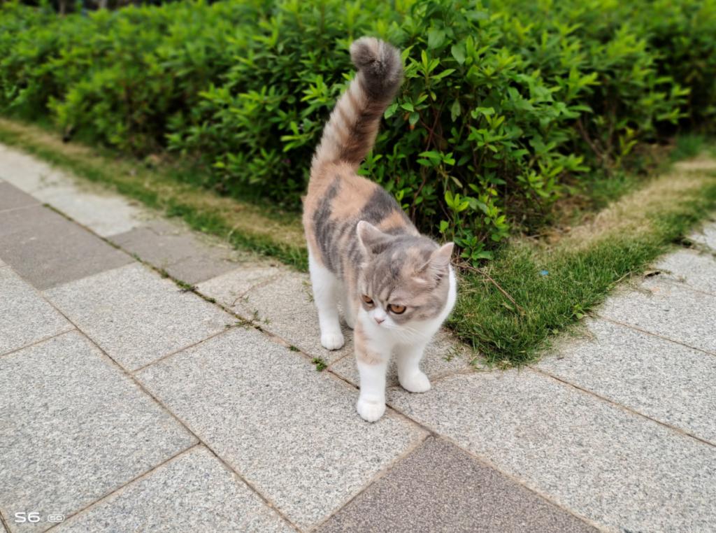 小扎测评|vivoS6：拍照时握在手里的小确幸