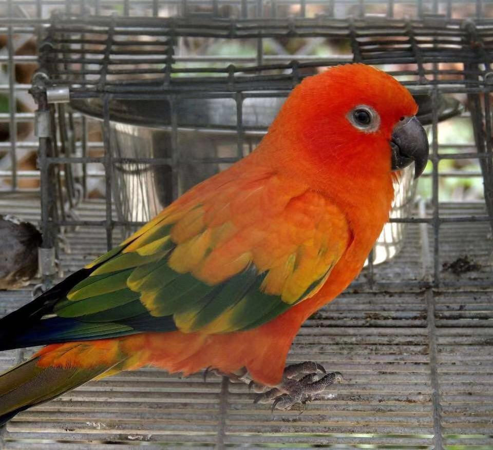 金太阳鹦鹉全身绿毛,金太阳鹦鹉高清大图