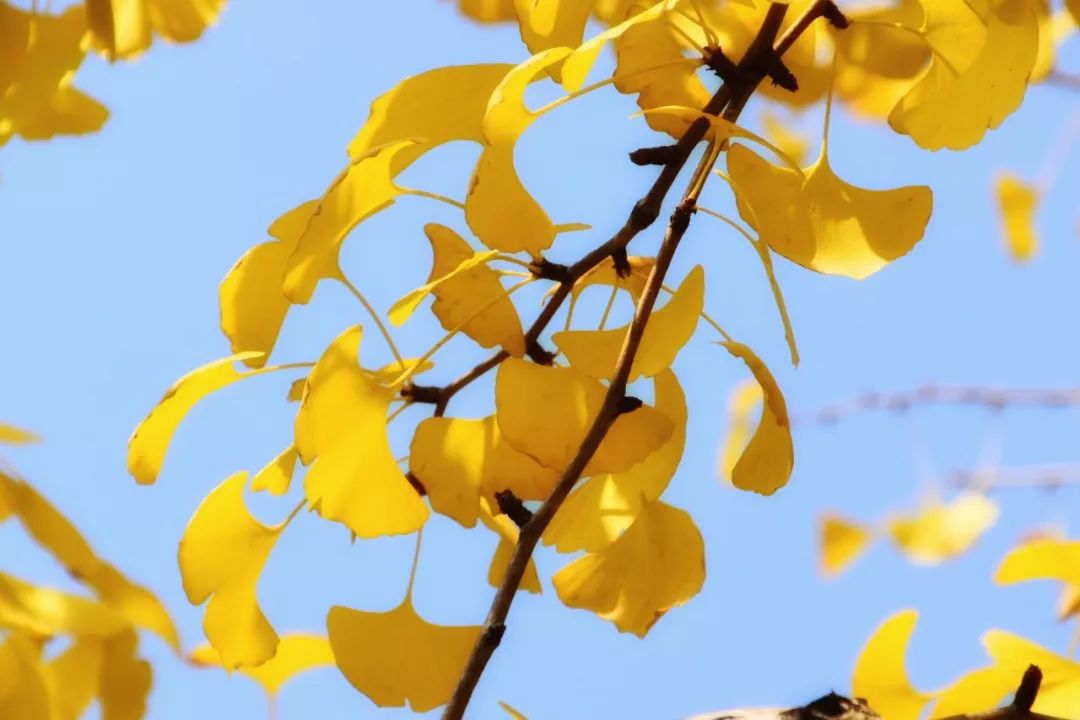 中国最美的大学武汉大学,最美的武汉大学