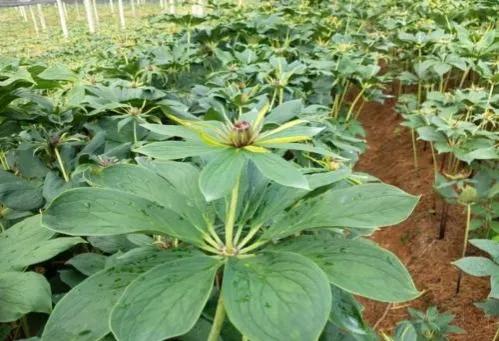 重楼中药材种植业前景分析,种重楼药材的前景如何