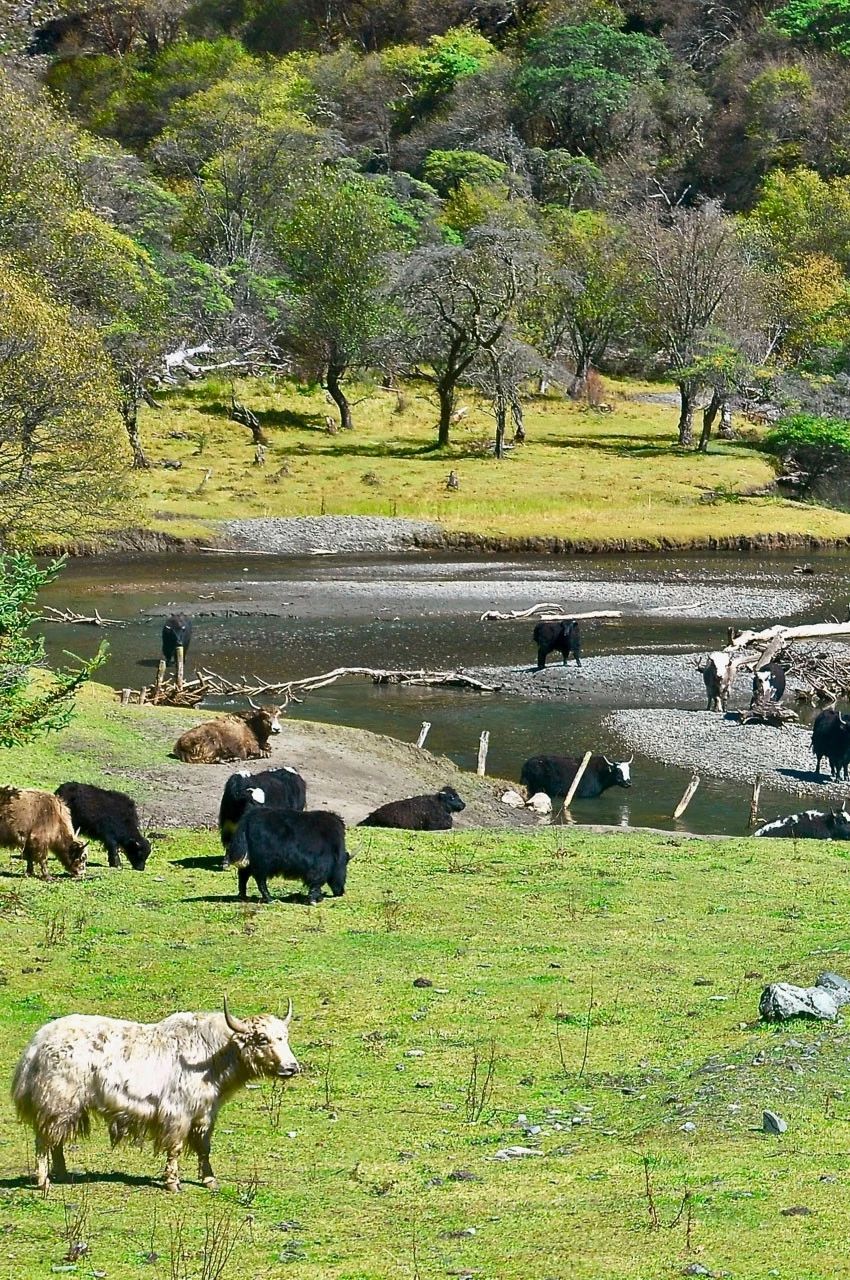 川西到底有什么魔力吸引着,川西为啥旅游资源多