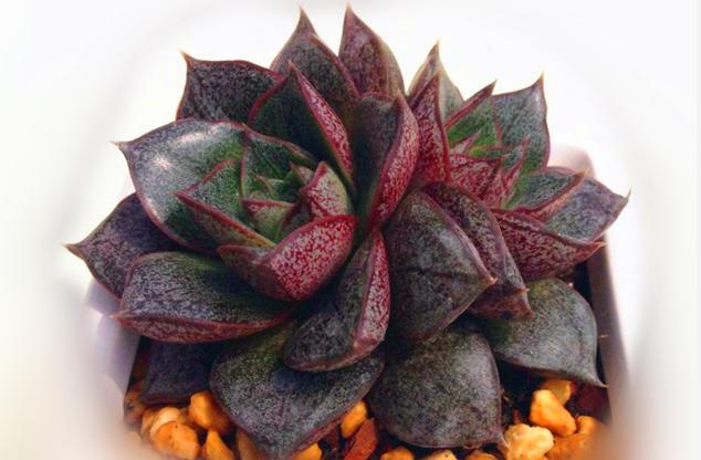 大和锦多肉耐冻吗,大和锦多肉好不好养