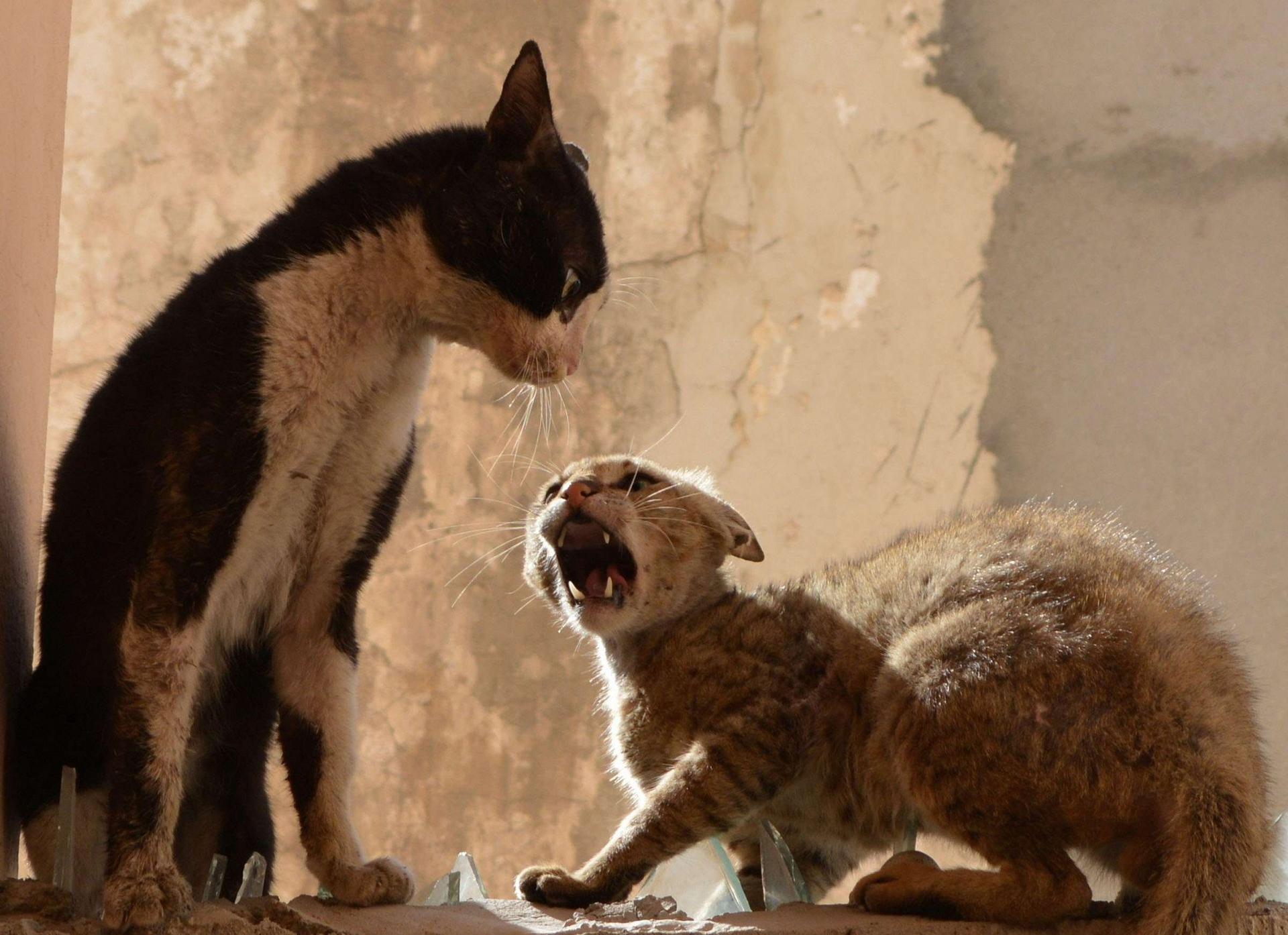 母猫交配时还很温顺，为什么交配后就会转头攻击“丈夫”？