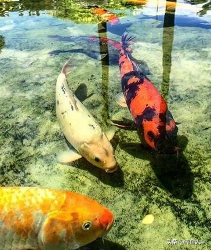 锦鲤春夏养秋冬赏,谈谈锦鲤的春夏秋冬那些事