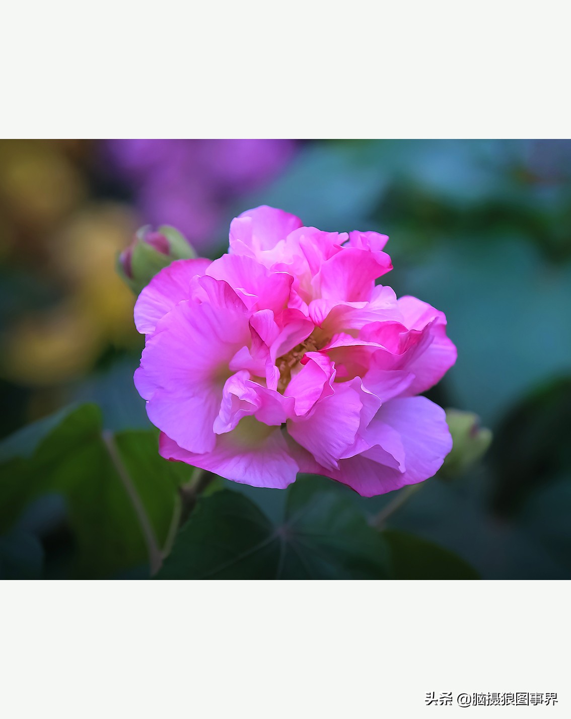 花卉拍摄中,多点对焦与单点对焦哪种更好?为什么主体不清晰?