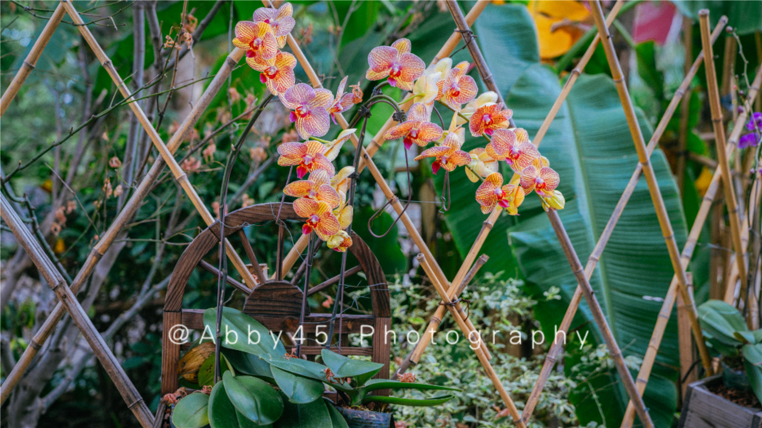 国内十大兰圃之一在福州,莫负好*光春**,免费尽享兰花的春之盛宴