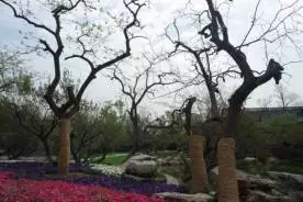 大树移植机视频大全,大树移植的正确方法