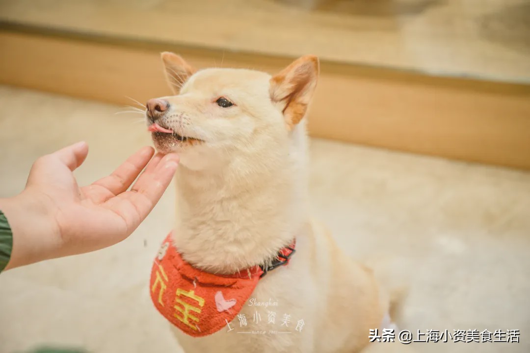 豆柴犬幼犬直播,豆柴是一只非常可爱的小狗