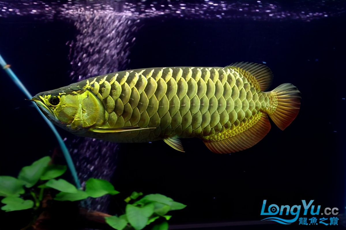 「全纪录」金龙鱼从高背到宝石到高背到B过,最终成为过背金龙鱼