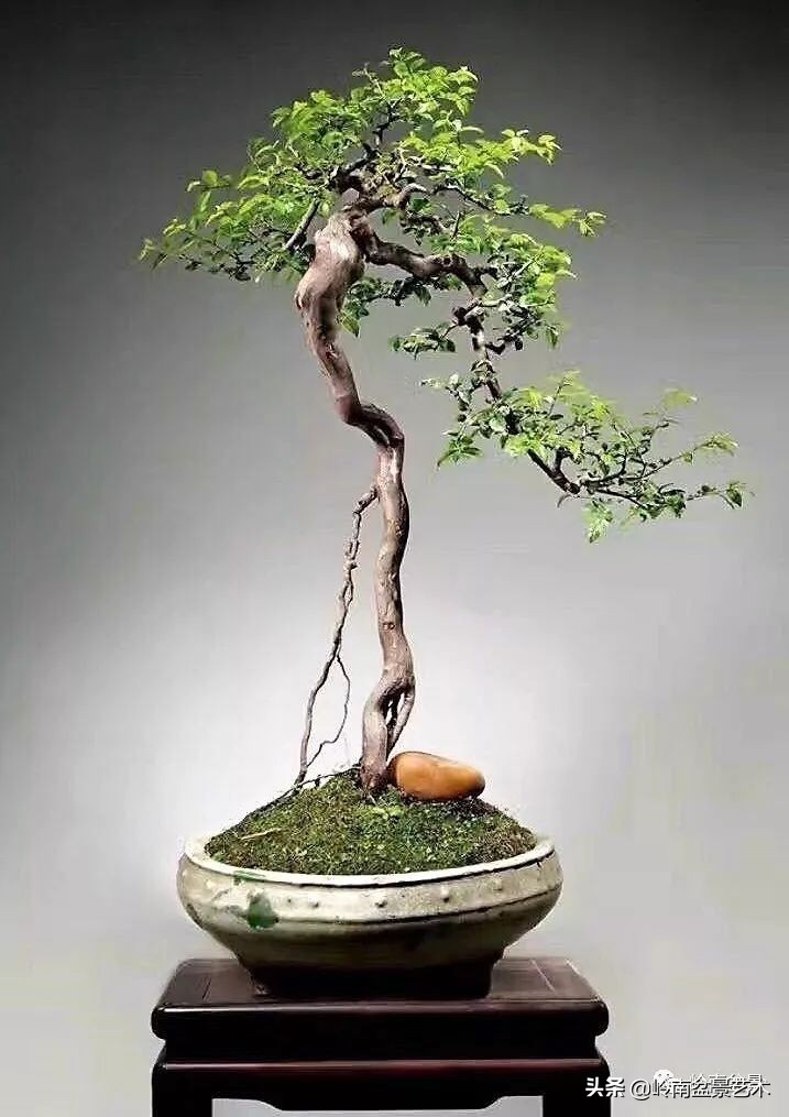 以根代杆下细上粗式盆景图片,各种老根盆景