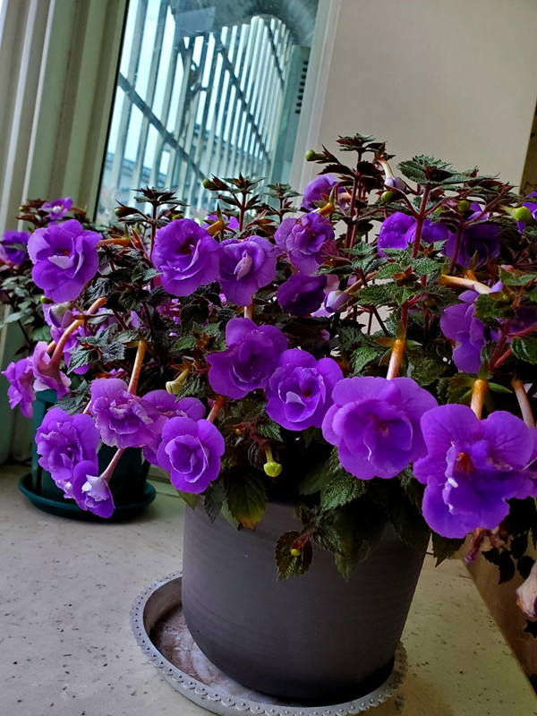 人养花一时养人一生,人养花同时花也养人