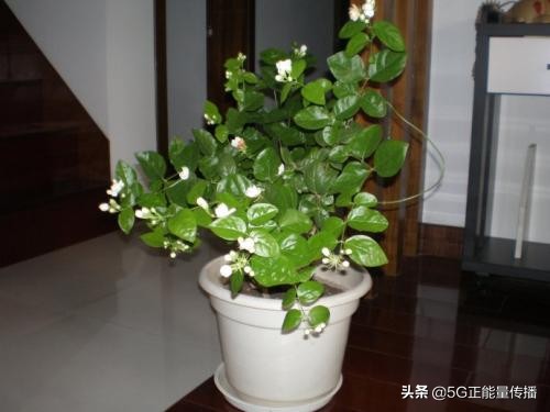 出门不在家怎么给家里的花浇水,出远门再也不用担心你会不会生病