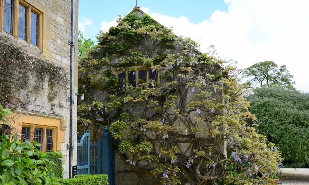 爬藤植物怎么牵引造型,爬藤植物是怎么爬藤的