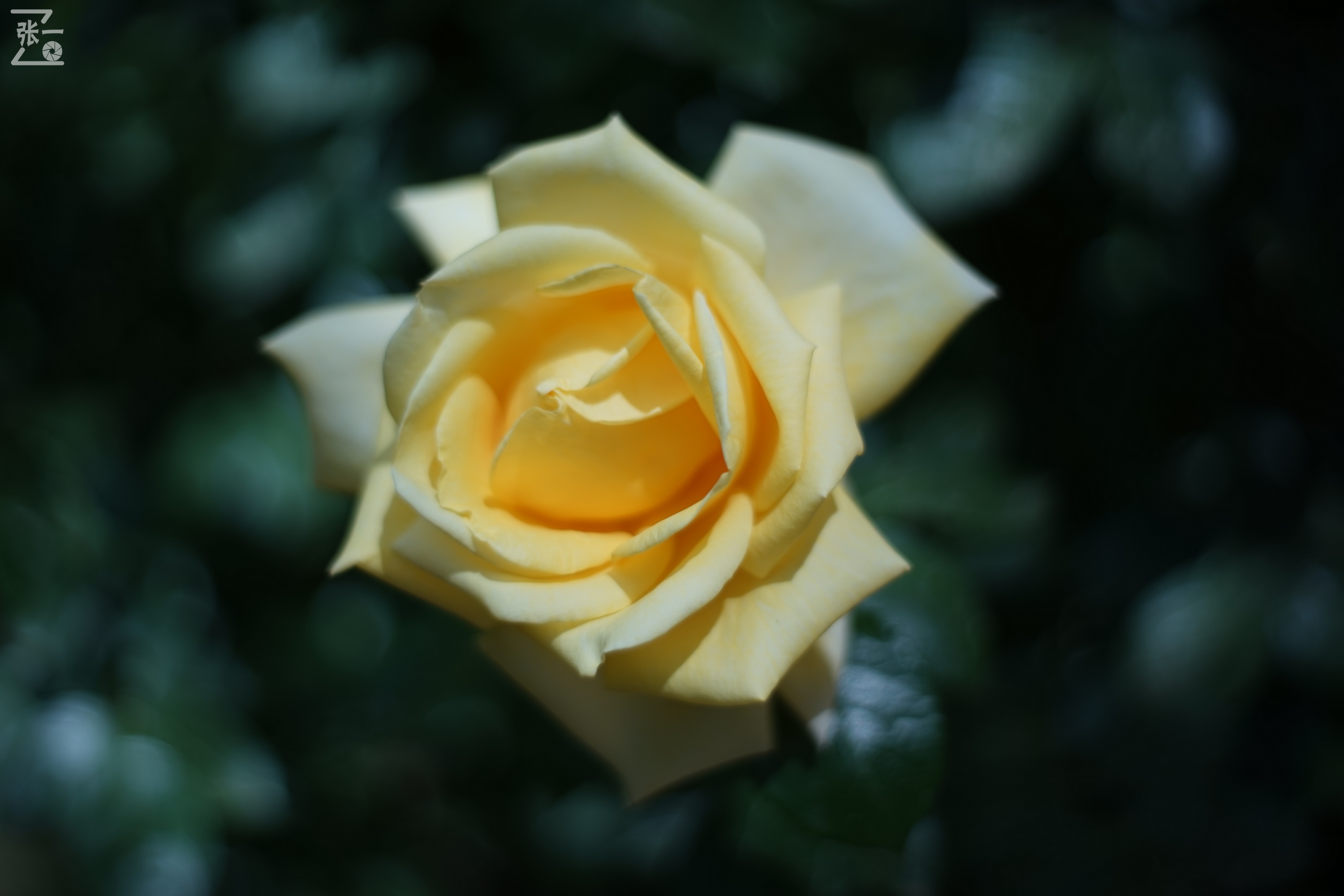 凤凰国产50mm镜头,凤凰索尼e口镜头