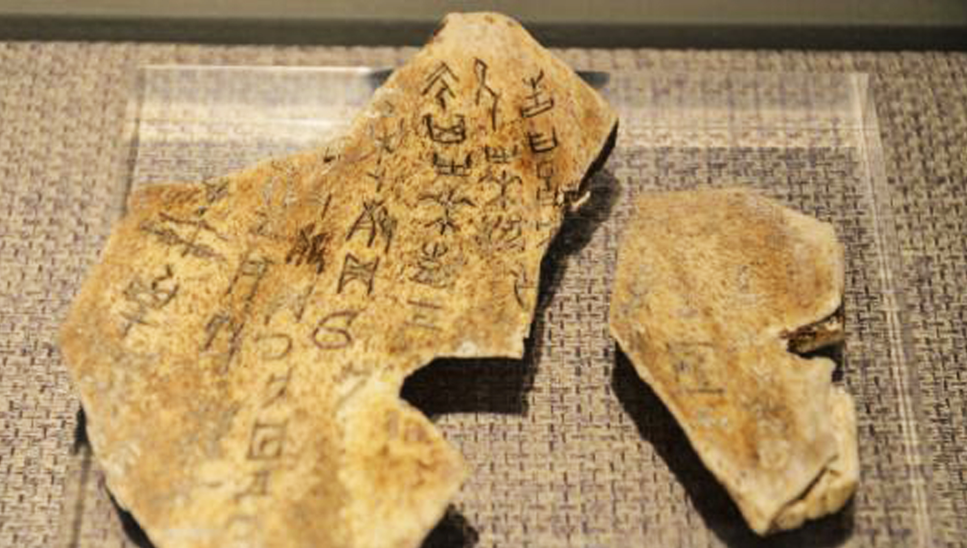 黄缘龟闭壳怎么办,黄缘闭壳龟经营方法