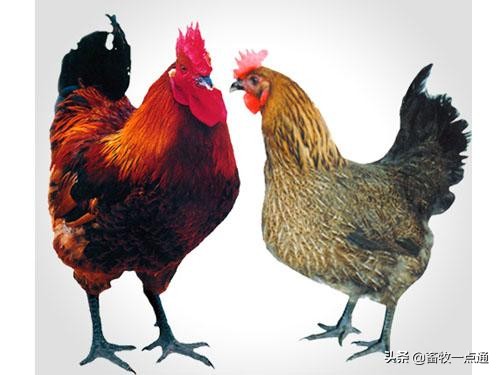 肉鸡规划养殖规模怎么算的,肉鸡场规划设计图