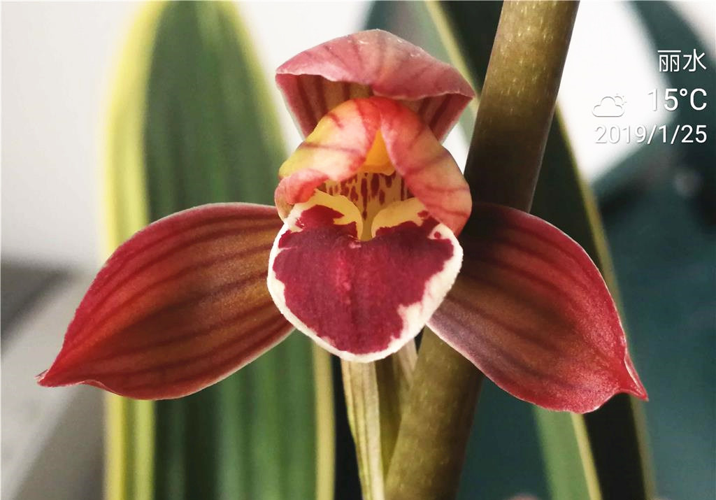 这种顶级红素，好养又好看，便宜又高雅，让人百看不厌