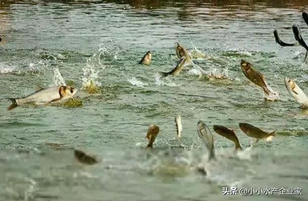 养殖水体亚硝酸盐过高怎么回事,养殖水体亚硝酸盐氨氮严重超标
