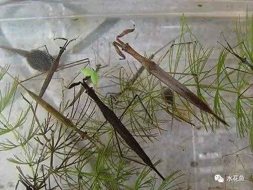 鱼苗消毒和病虫防治,水花鱼苗气泡病发病原因