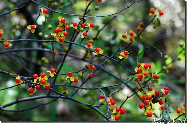 南蛇藤用处,南蛇藤药效及功用