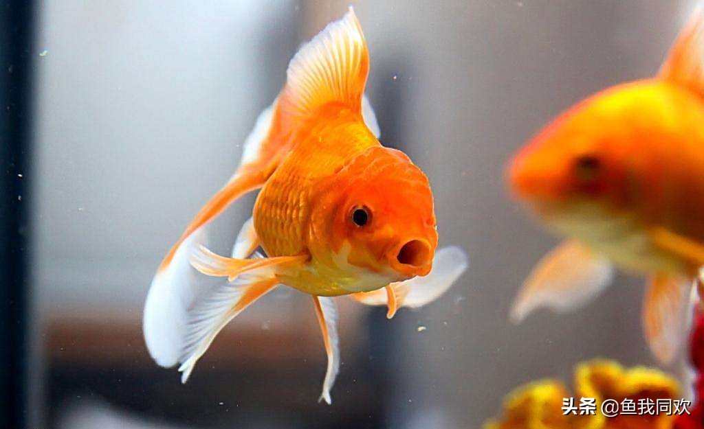 养鱼不养金鱼怎么办,养金鱼不换水古法养鱼