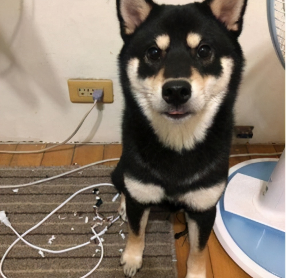 狗狗爱咬鞋子怎么制止,防止狗狗咬电线的方法