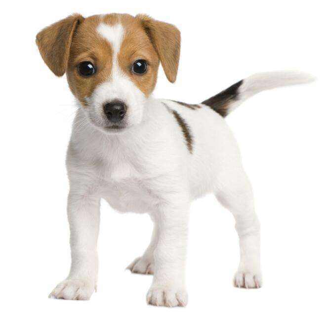 狗是dog，日子是day，dogday是*日的狗**？别在这搞笑了，认真看吧