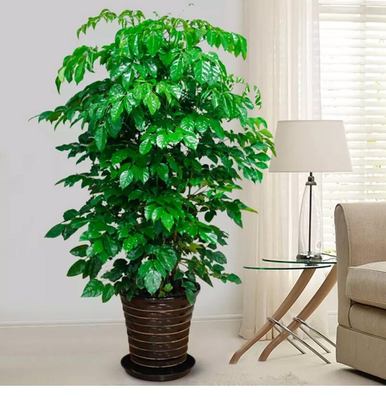 怎么挽救幸福树叶片干又黄,幸福树叶黄怎么处理