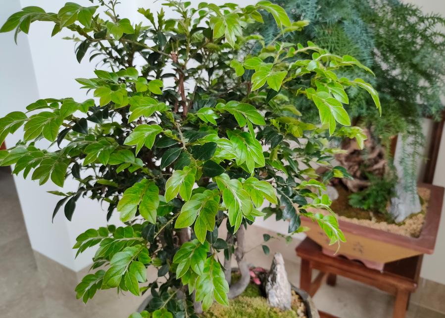 养花不需要发酵的自制花肥,哪种有机肥料养花最好