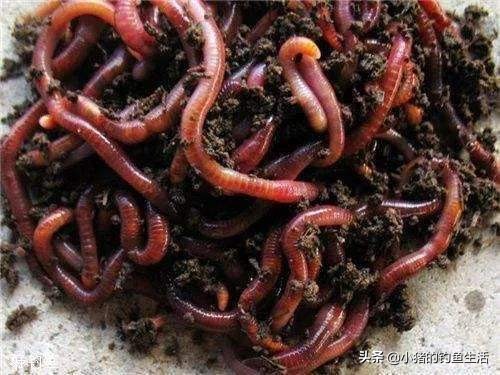 夏天蚯蚓钓鱼用多大的线组,用蚯蚓好钓鱼还是鱼饵好用