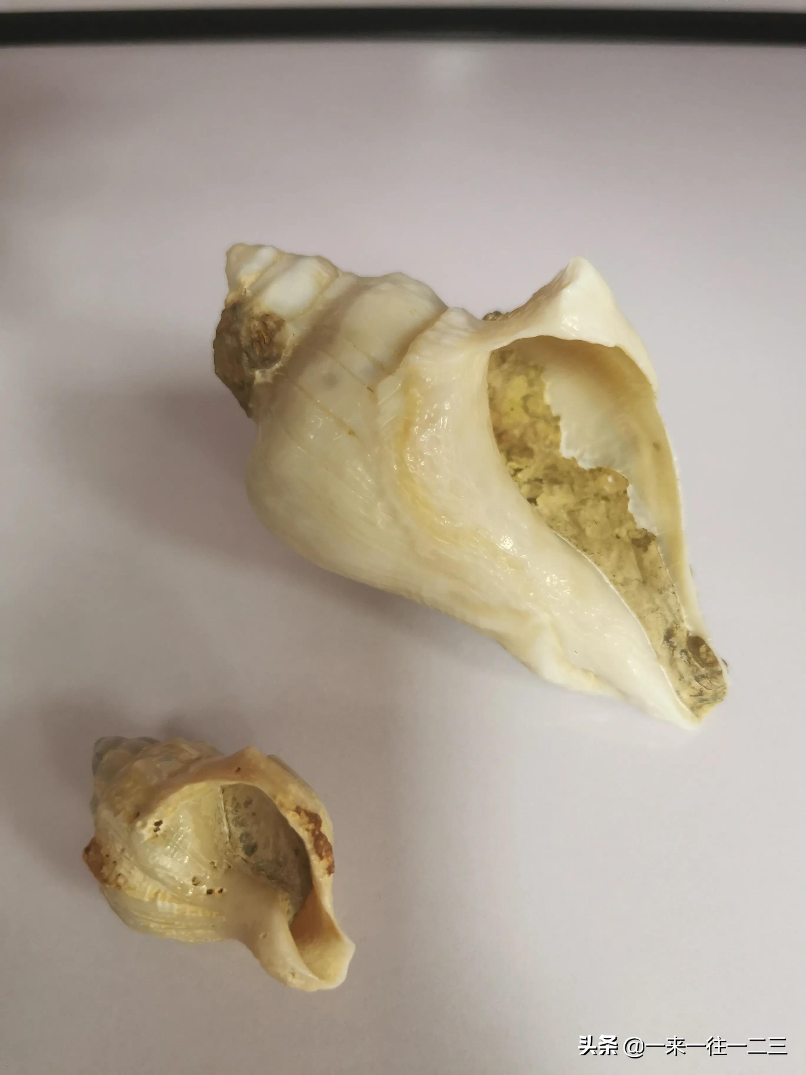 阿拉善天然戈壁奇石,阿拉善戈壁沙漠奇石