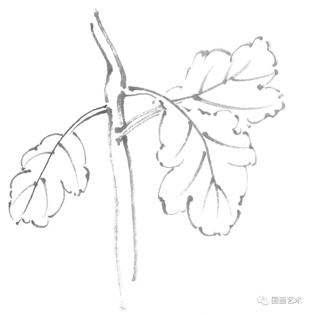 国画写意菊花龙爪菊,写意菊花画法教程简单